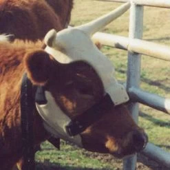 NRS Strap On Muley Horns -Western Cowboy Equipment Store ropinghorn2