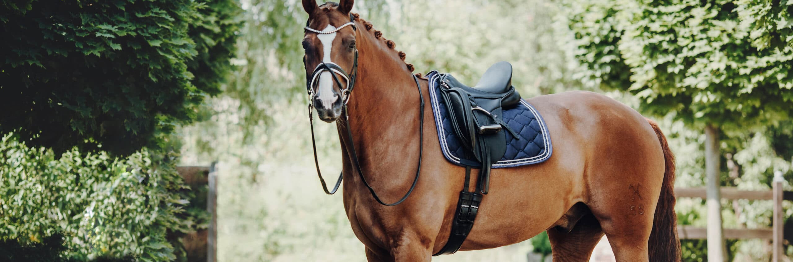 Western Cowboy Equipment Store -Western Cowboy Equipment Store 2